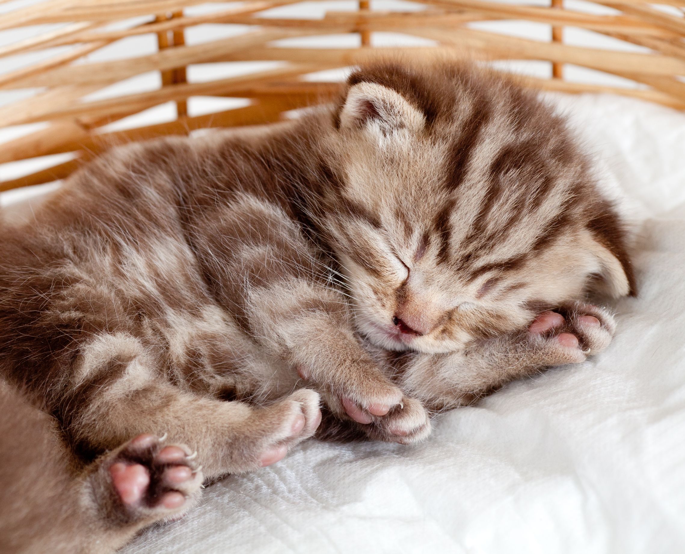Красивый котенок во сне. Милые спящие котята. Спящий котенок. Милый спящий котенок.