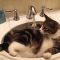 Nejzábavnější videa kočičích hrátek s vodou