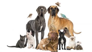 Group of pets – Dog,cat,bird,reptile,rabbit