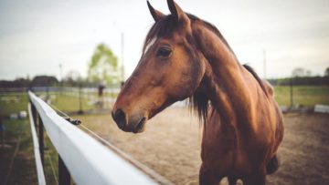 animal-brown-horse