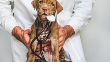 Young, charming puppy and vet doctor. Close-up