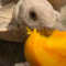 Jedna z mnoha želv, které si užívají domácí mango!