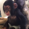 Malý šimpanz Limbani si hraje s pejskem