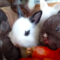 Nejzábavnější videa s králíky