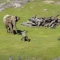 Sledujte tyto zábavné slony
