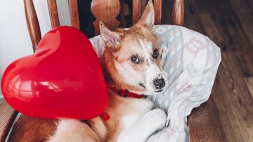 Cute,Puppy,With,Red,Heart.,Happy,Valentine’s,Day,Concept.,Dog