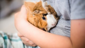 Guinea,Pig,In,Hands,Of,Child.,Pet’s,Muzzle,Close-up.,Child