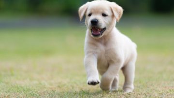 Happy,Puppy,Dog,Running,On,Playground,Green,Yard
