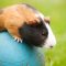 Guinea,Pig,Pet,Balancing,On,The,Ball