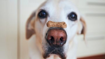 Close-up,View,Of,Funny,Dog.,Labrador,Retriever,Balancing,Biscuit,With