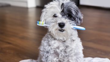 White,Poodle,Dog,With,A,Toothbrush,In,The,Mouth