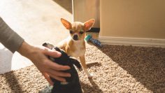 Chihuahua,Puppy,Looks,At,Another,Puppy,Getting,Attention,From,A