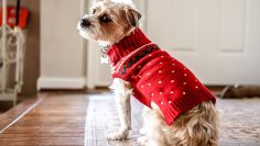 Dog,Wearing,A,Red,Christmas,Sweater.