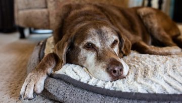 Old,Dog,Comfortable,On,Dog,Bed