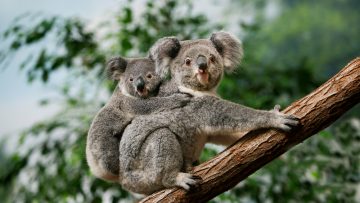 Koala,,Phascolarctos,Cinereus,,Female,Carrying,Young,On,Its,Back