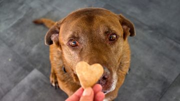 Cute,Labrador,Dog,Getting,Heart,Shaped,Cookie.,Dog’s,Treats,Close
