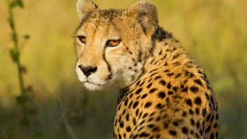 Cheetah,In,The,African,Bush,And,Game,Reserves