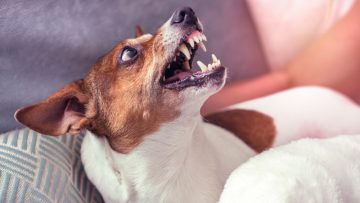 Dog,Jack,Russell,Terrier,Grins,In,Response,To,The,Threat