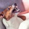 Dog,Jack,Russell,Terrier,Grins,In,Response,To,The,Threat