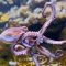 Close-up,View,Of,A,Common,Octopus,(octopus,Vulgaris)
