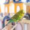 Funny,Budgerigar.,Cute,Green,Budgie,A,Parrot,Sits,On,A