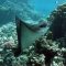 Rays,Batoidea.,Spotted,Eagle,Ray.,Ordinary,Spotted,Orchak.,Easily,Recognizable