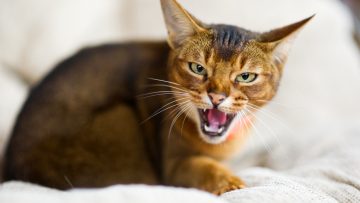Restless,Animal.,An,Abyssinian,Cat,Hisses,At,The,Camera,,Exposing