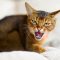 Restless,Animal.,An,Abyssinian,Cat,Hisses,At,The,Camera,,Exposing