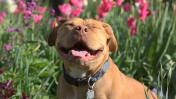 Smiling,Pit,Bull,Among,The,Flowers