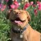 Smiling,Pit,Bull,Among,The,Flowers