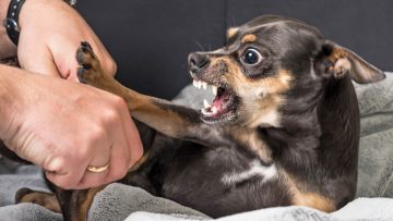 Small,Dog,Aggression