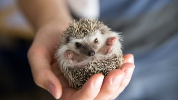 Person,African,Pygmy,Hedgehog,In,Hands