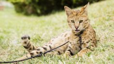 Savannah,Cat,On,Rope,In,Green,Grass,With,Tounght