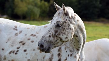 Portrait,Of,Appaloosa,Horses,White