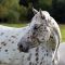 Portrait,Of,Appaloosa,Horses,White