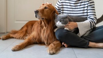 Golden,Retriever,And,British,Shorthair,Accompany,Their,Owner