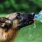 German,Shepherd,Dog,Drinking,Water,During,Summer,Heat