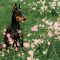 The,Young,Doberman,Is,Sitting,In,The,Grass