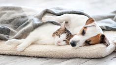 Cat,And,Dog,Sleeping.,Pets,Sleeping,Embracing