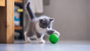 The,Kitten,Is,Playing,With,A,Ball
