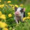 Mini,Pig,Walking,On,The,Field,With,Dandelions