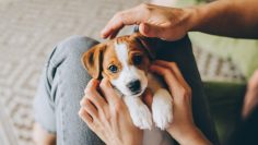 Adorable,Puppy,Jack,Russell,Terrier,In,The,Owner’s,Hands.,Portrait