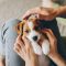 Adorable,Puppy,Jack,Russell,Terrier,In,The,Owner’s,Hands.,Portrait