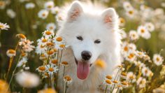 Beautiful,Samoyed,Laika,In,Daisies.,Funny,Young,Happy,Smiling,White