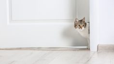 Cute,Funny,Cat,Walking,Through,Door,At,Home