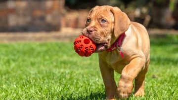 Mabel,,An,8,Week,Old,Dogue,De,Bordeaux,(french,Mastiff)