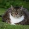 Fat,Cat,(felis,Catus):,A,Overweight,Tabby,Cat