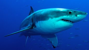 Great,White,Shark,Posing,In,The,Deep,Blue,Water.