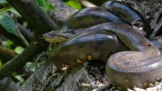 Green,Anaconda,(eunectes,Murinus),-,Cuyabeno,Wildlife,Reserve,-,Amazonia,