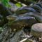 Green,Anaconda,(eunectes,Murinus),-,Cuyabeno,Wildlife,Reserve,-,Amazonia,
